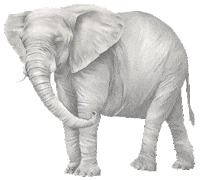 Animated Sticker