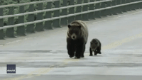 Animal Crossing: Bear Family Saunters Across Yellowstone Bridge