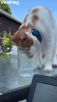 Cat Going for Drink Gets Cup Stunk on Head 