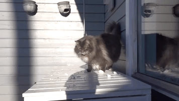 Snow is No Match for This Cat's Reflexes