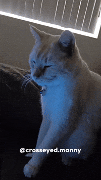 Cat Computer GIF