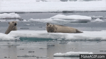 polar bear GIF