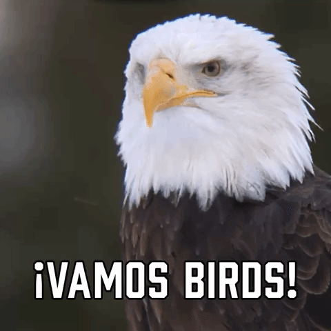 ”Vamos Birds!