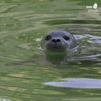 Water Hello GIF by Zoo Berlin