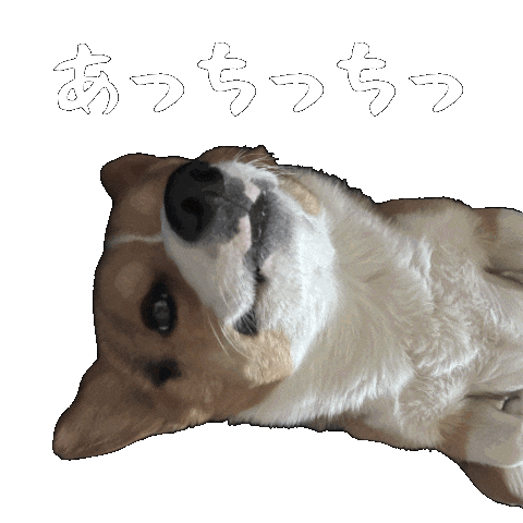 Corgi Milo Sticker