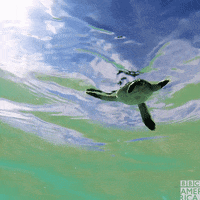 Baby Turtle GIF by BBC America