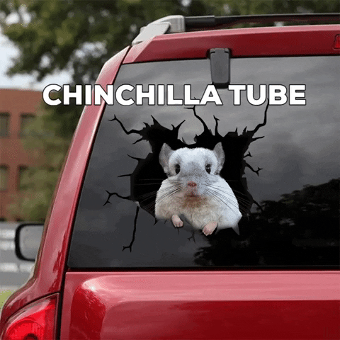 ChinchillaTube giphygifmaker chinchilla GIF
