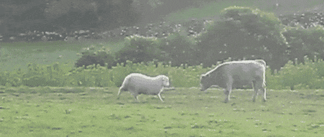 Sheep Cows GIF