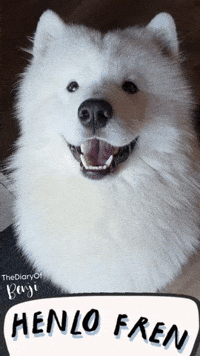 Dogs Hello GIF