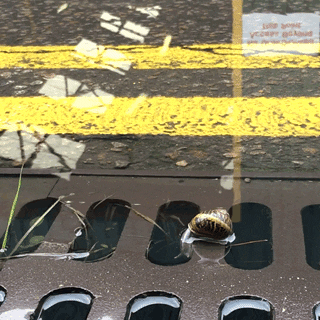 slowgifs giphyupload swimming slow reflection GIF