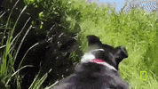 GIF by National Geographic Channel