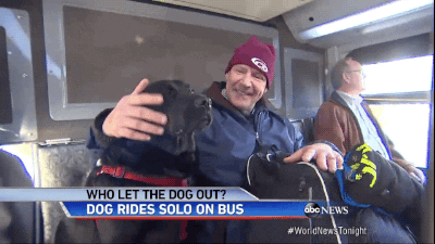 dog bus GIF