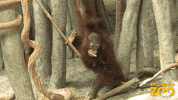 Shake Playing GIF by Brookfield Zoo