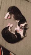 goodnight GIF
