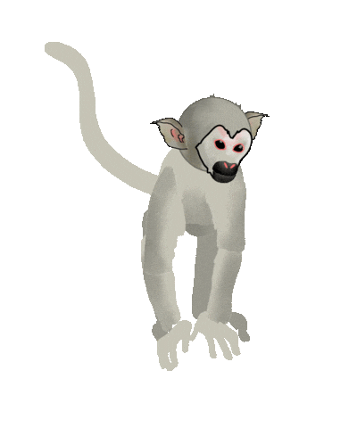 Zoo Ape Sticker