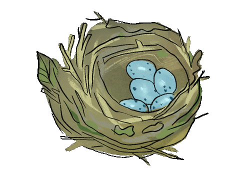 Vogelnest Sticker by Naturschule fernundaktiv
