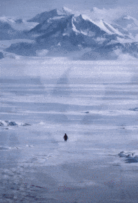 Penguin Mountains GIF