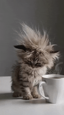 Kittens Purr GIF by Berk's Beans Coffee