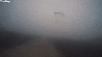 parachute GIF by ViralHog