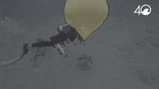 Environment Osborne GIF by 4ocean