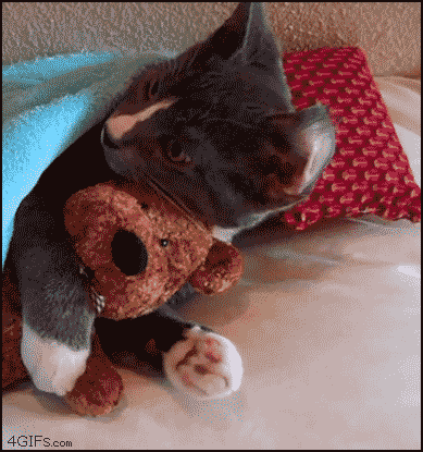 night family GIF