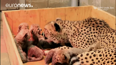 big cat cubs GIF by euronews