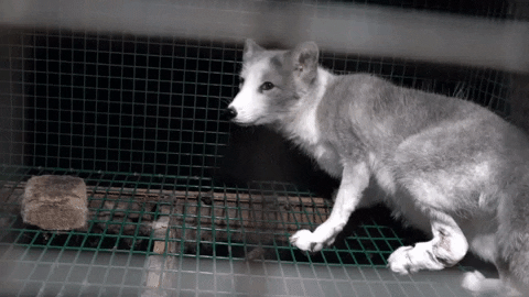 oikeuttaelaimille giphygifmaker fox finland fur GIF