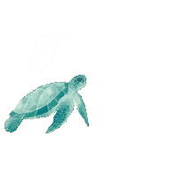 Turtle Rashguard Sticker by Honeysuckle Swim Company