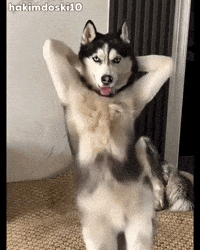 Dog Trend GIF