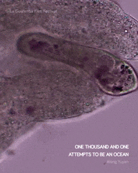 ONE THOUSAND AND ONE ATTEMPTS TO BE AN OCEAN