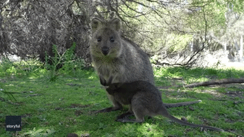 Baby Quokka Not Ready to Accept It's Outgrown Momma's Pouch