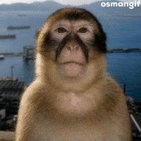 Monkey Meme GIF