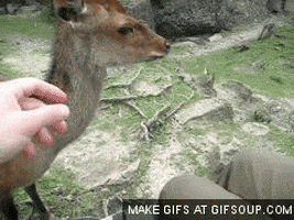 deer GIF