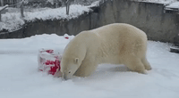 Polar Bear Faceplants Into Snow on Wintry Day at Tacoma Zoo