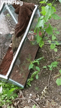 Rodent Finds Its Way To Freedom GIF by ViralHog