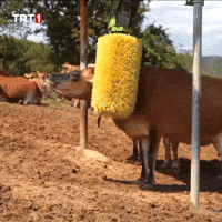 Water Getting Clean GIF by TRT