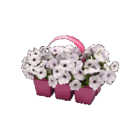 Flower Garden Sticker by Ball Horticultural Co