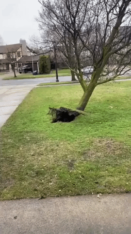 'Man Down': Strong Winds Fell Tree in Buffalo, New York