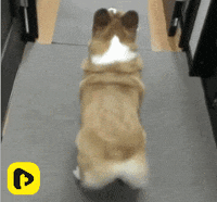 TikiIndia happy dog pet tiki GIF