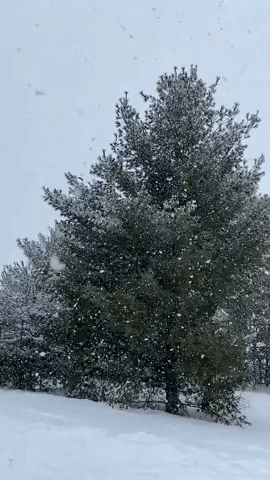 Heavy Snow Blanket Hits Parts of Minnesota Amid Winter Storm