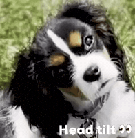 Head Tilt What GIF