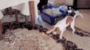 juegos jugar GIF