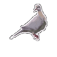 Birds Dove Sticker by NYU Faculty Housing