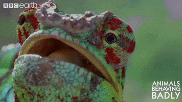 look what GIF by BBC Earth