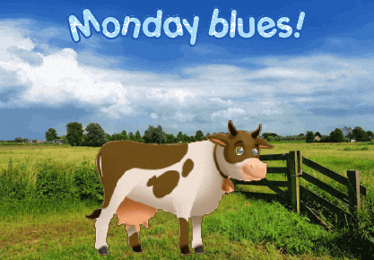 Cows Expressions GIF