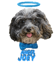 Dog Angel Sticker
