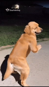 Dog Dance GIF