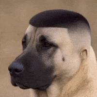 Dog Kopek GIF