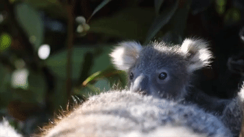 Australian Reptile Park Introduces Snuggly Koala Joey