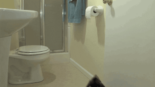 Toilet Paper Dog GIF
